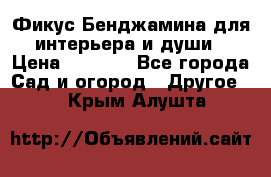 Фикус Бенджамина для интерьера и души › Цена ­ 2 900 - Все города Сад и огород » Другое   . Крым,Алушта